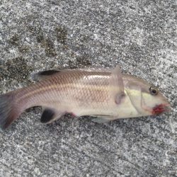 微妙なサイズのコブダイ